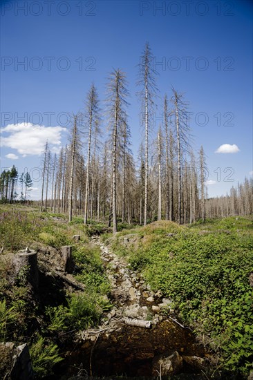 Symbolic photo on the subject of forest dieback in Germany. Spruce trees that have died due to drought and infestation by bark beetles stand in a forest in the Harz Mountains. Altenau, 28.06.2022, Altenau, Germany, Europe