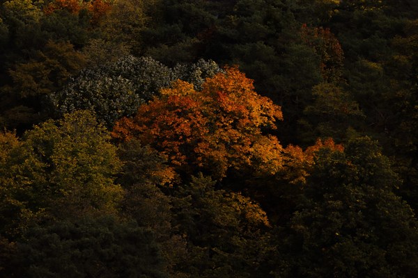 Colourful leaves on a tree are illuminated by the sun, taken in Potsdam, Potsdam, Germany, Europe