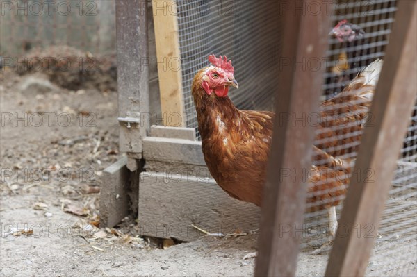 Chicken looking out of a chicken coop, Ditzingen, 26.08.2022., Baden-Wuerttemberg, Germany, Europe