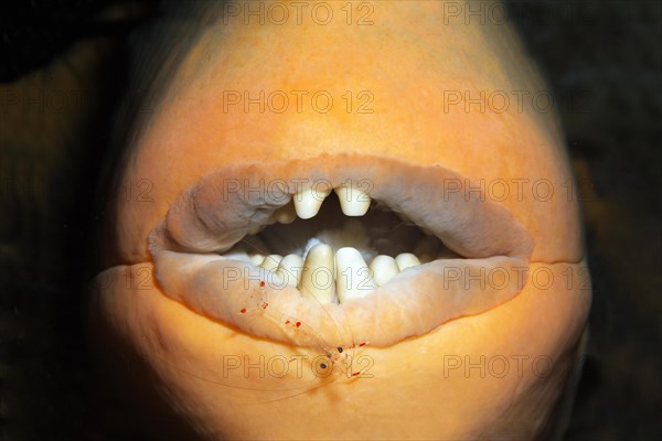Mouth, teeth, yellow triggerfish