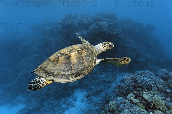 Hawksbill sea turtle