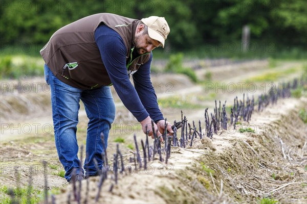 Farmer during harvest, purple or violet asparagus, rare variety from Italy, Rheurdt, North Rhine-Westphalia, Germany, Europe