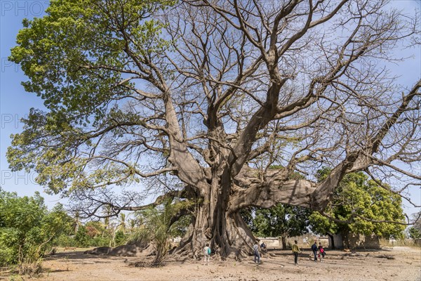 Huge ancient kapok tree in Missirah, Sine Saloum Delta, Senegal, West Africa, Africa