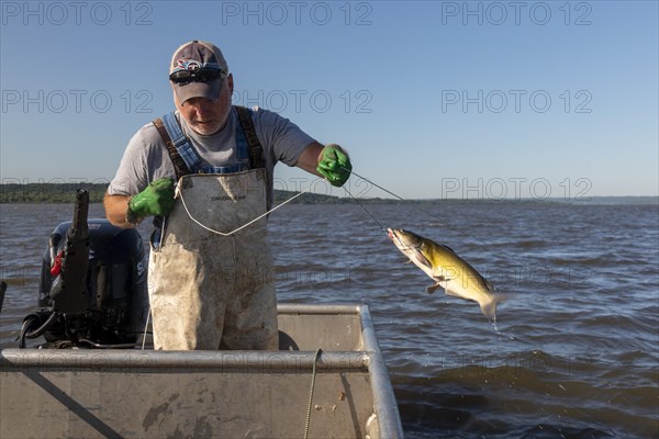 Peoria, Illinois, Dave Buchanan fishes for catfish on the Illinois River. He uses a trotline--a long line from which a hundred or more baited hooks are hung. Buchanan is a member of the Midwest Fish Co-op