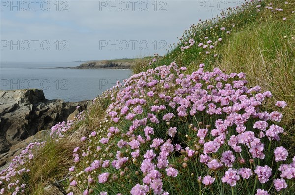 Plougonvelin, Pointe Saint-Mathieu