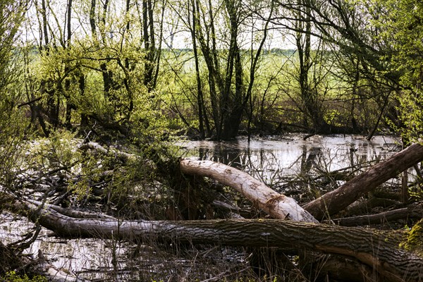 Nature reserve on the Grietherort and Bienener Altrhein, primeval forest, biotope, deadwood, Rees, North Rhine-Westphalia, North Rhine-Westphalia, Germany, Europe