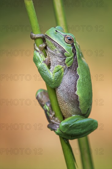 European tree frog