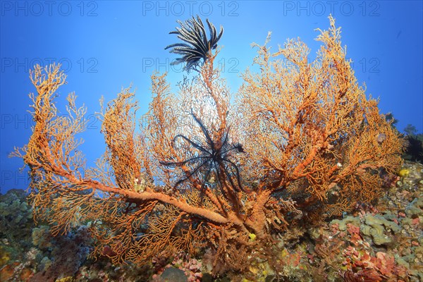 Tuberous gorgonian
