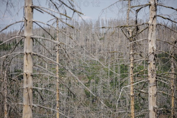 Symbolic photo on the subject of forest dieback in Germany. Spruce trees that have died due to drought and infestation by bark beetles stand in a forest in the Harz Mountains. Altenau, 28.06.2022, Altenau, Germany, Europe