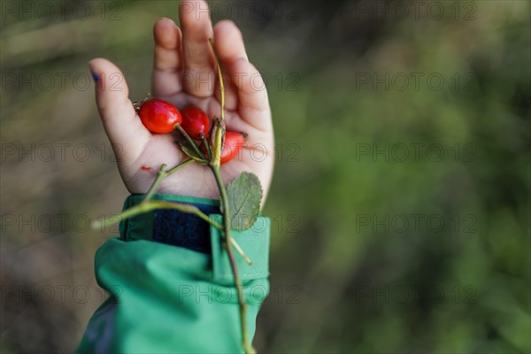 Autumn fruits. Bonn, Germany, Europe