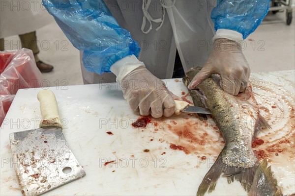 East Peoria, Illinois, Workers at Sorce Freshwater process and package silver carp