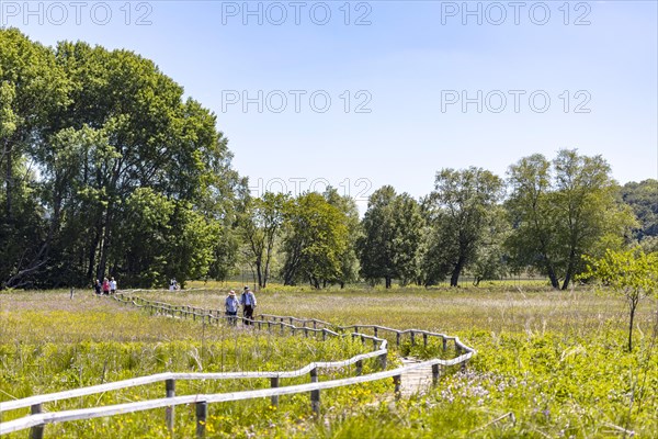 Schopflocher Torfmoor, the only larger raised bog in the Swabian Alb, threshold path through the nature reserve, Lenningen, Baden-Wuerttemberg, Germany, Europe