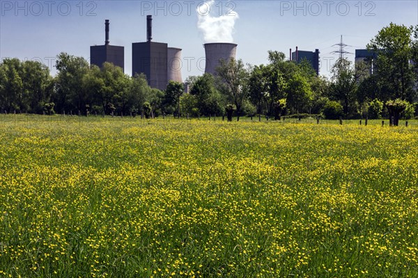 Huettenwerke Krupp Mannesmann, HKM, behind the orchard meadows along the Rhine, Rheinaue Friemersheim nature reserve, Duisburg, North Rhine-Westphalia, North Rhine-Westphalia, Germany, Europe