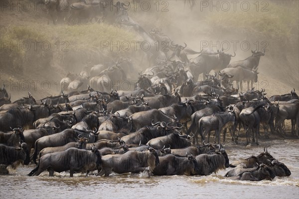 White-bearded wildebeest