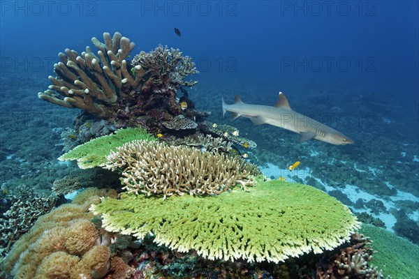 Coral reef with Acropora corals, in front hyacinth table coral