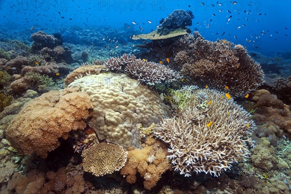 Intact stony coral reef with corals of different species, many, small coral fish, Lake Sawu, Pacific Ocean, Komodo National Park, UNESCO World Heritage Site, Lesser Sunda Islands, East Nusa Tenggara Province, Komodo Island, Indonesia, Asia