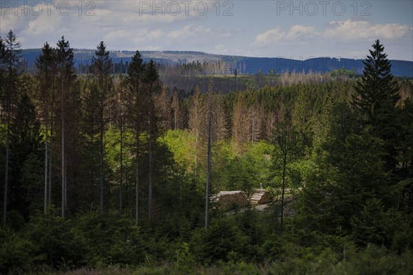 Symbolic photo on the subject of forest dieback in Germany. Spruce trees that have died due to drought and infestation by bark beetles stand in a forest in the Harz Mountains. Altenau, 28.06.2022, Altenau, Germany, Europe