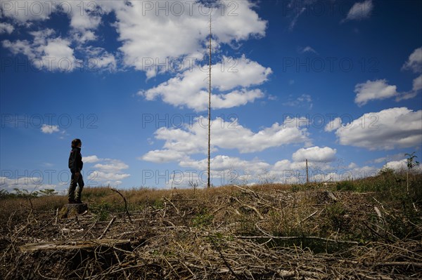 Symbolic photo on the subject of forest dieback in Germany. Spruce trees that have died due to drought and infestation by bark beetles stand in a forest in the Harz Mountains. Altenau, 28.06.2022, Altenau, Germany, Europe