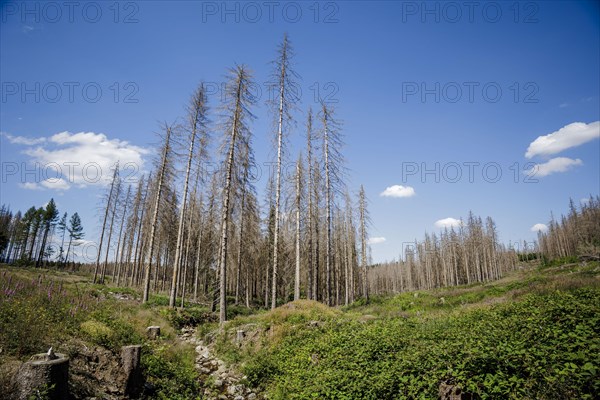 Symbolic photo on the subject of forest dieback in Germany. Spruce trees that have died due to drought and infestation by bark beetles stand in a forest in the Harz Mountains. Altenau, 28.06.2022, Altenau, Germany, Europe