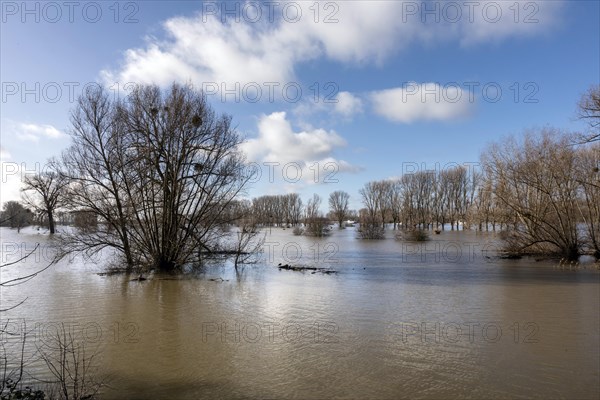 Flooding on the Rhine in the south of Duesseldorf, districts of Benrath and Urdenbach, Duesseldorf, North Rhine-Westphalia, Germany, Europe