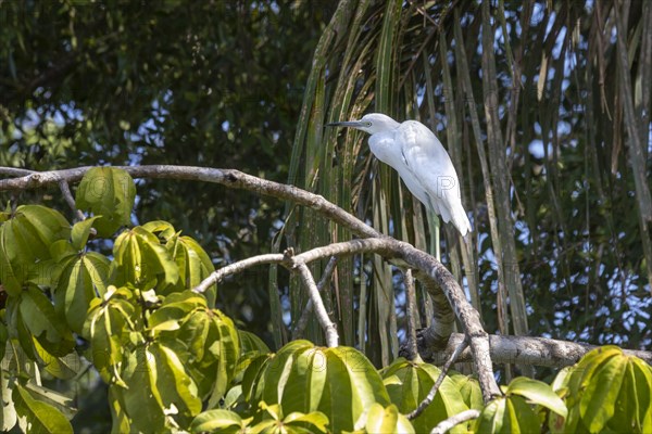 Tortuguero National Park, Costa Rica, A juvenile little blue heron