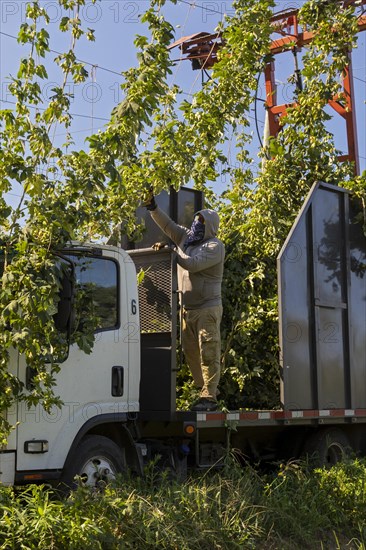 Baroda, Michigan, A Mexican-American crew harvests hops at Hop Head Farms in west Michigan. The red cutting machine cuts the ropes on which the hop vines have been growing, and workers then pull the vines onto the a truck