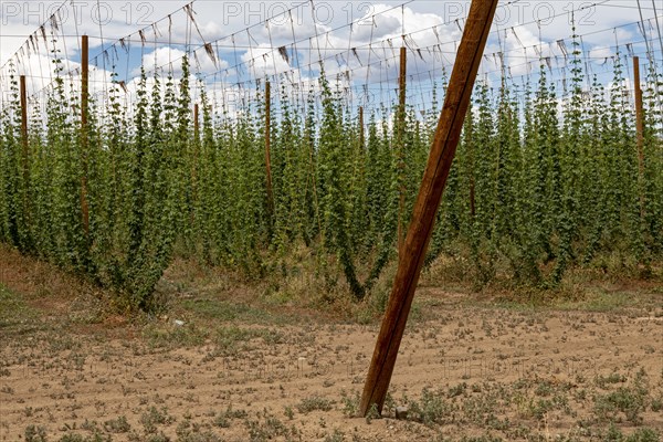 Montrose, Colorado, Hops growing on Billy Goat Hop Farm in southwest Colorado