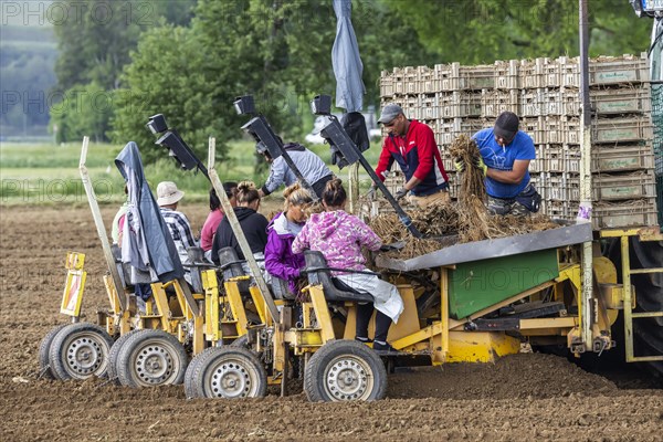 White asparagus is planted, one-year-old seedlings. Helpers and a special machine are required, Riegel am Kaiserstuhl, Baden-Wuerttemberg, Germany, Europe