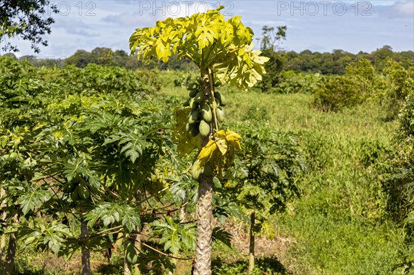 Cariari, Costa Rica, Papayas