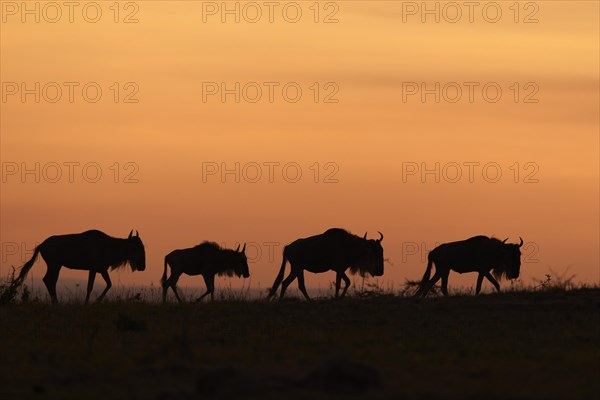 White-bearded wildebeest