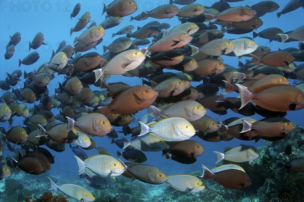 Shoal of eye-spotted doctorfish