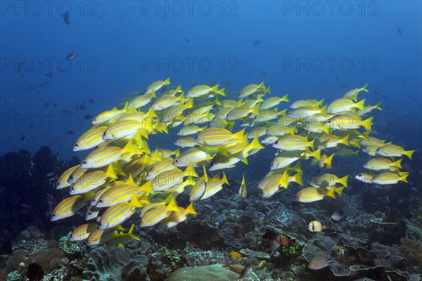 Shoal of bluestripe snapper