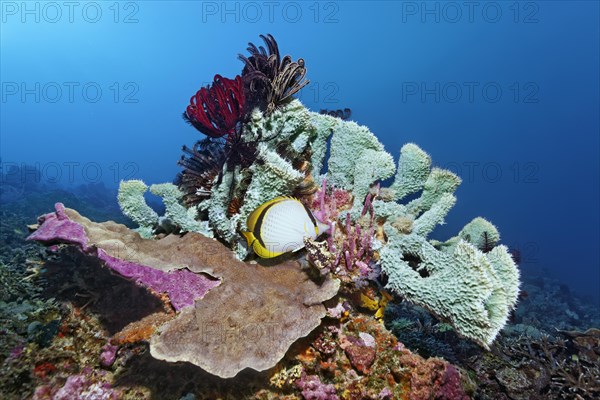 Yellow-dotted butterflyfish