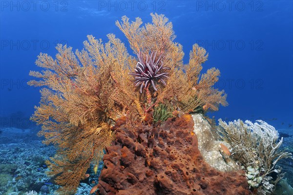 Top Knotted sea fan, gorgonian