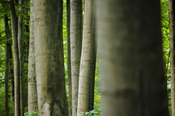 View into a deciduous forest in Lower Saxony. Mackenrode, 28.06.2022, Mackenrode, Germany, Europe