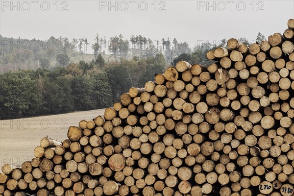A stack of wood looms in front of a forest in Grosskuni, Grosskunitz, Germany, Europe