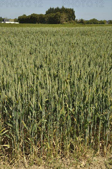 Green wheat fields in Brittany