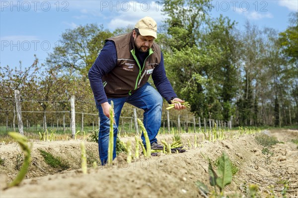 Farmer harvesting green asparagus, Rheurdt, North Rhine-Westphalia, Germany, Europe