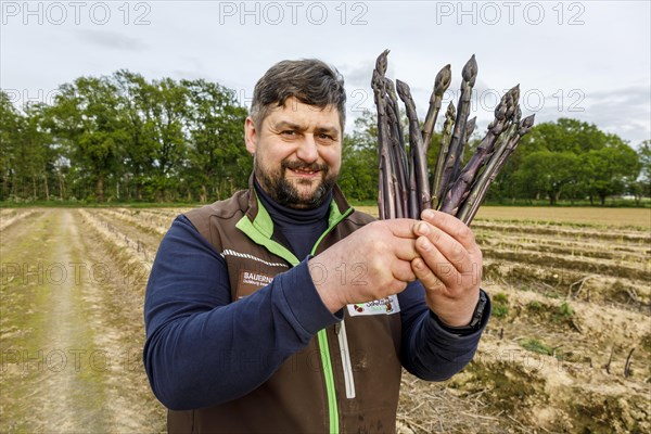 Farmer during harvest, purple or violet asparagus, rare variety from Italy, Rheurdt, North Rhine-Westphalia, Germany, Europe