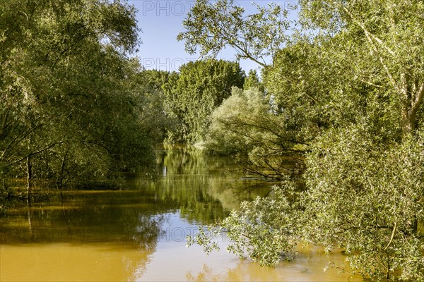 Flooding after heavy rain in North Rhine-Westphalia in the nature reserve at the Grietherorter and Bienener Altrhein, Rees, North Rhine-Westphalia, Germany, Europe