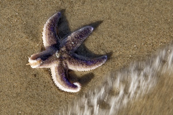 Starfish