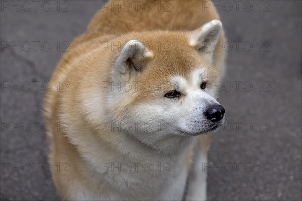 Akida dog breed, Allgaeu, Bavaria, Germany, Europe