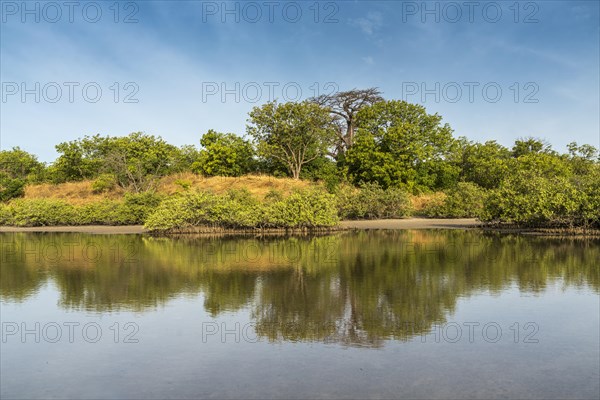 Mangrove Landscape, Kathior Island, Missirah, Sine Saloum Delta, Senegal, West Africa, Africa