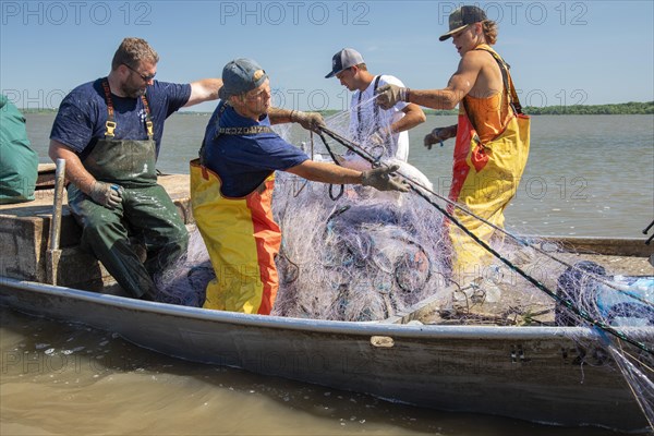 Fishermen on the Illinois River use gillnets to harvest invasive Asian carp, mostly the silver carp