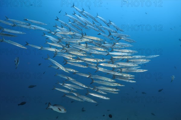 Shoal of sawtooth barracudas