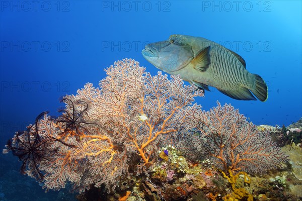 Orange horn coral, gorgonian