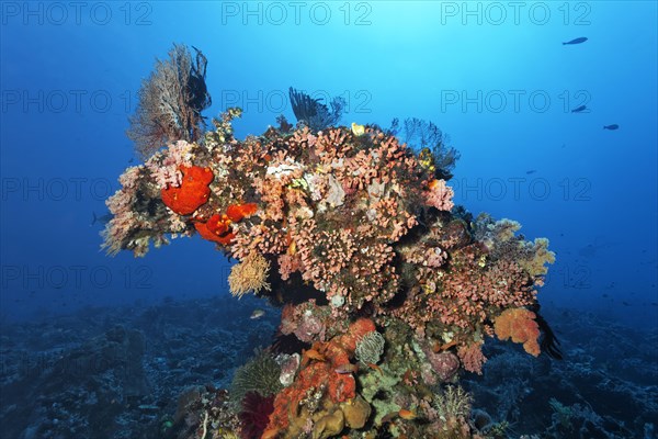 Coral tower, bizarre, with predominantly orange cup coral