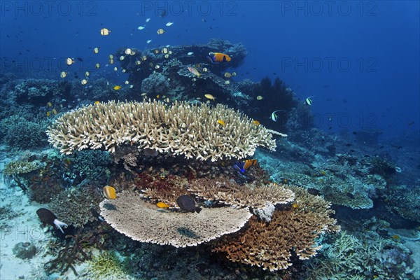 Shoal of damselfish