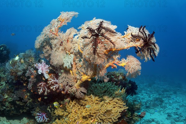 From left, feather hydrozoan