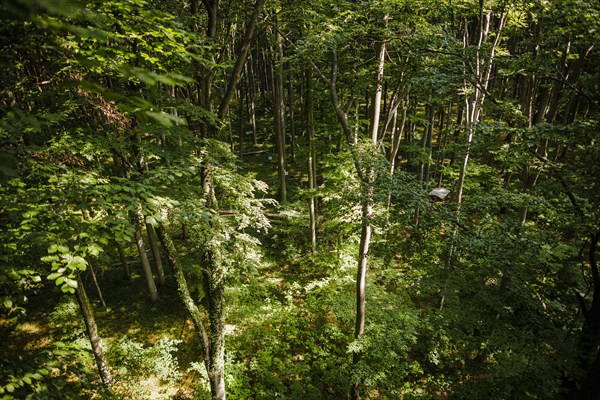 View into a deciduous forest in Lower Saxony. Mackenrode, 28.06.2022, Mackenrode, Germany, Europe